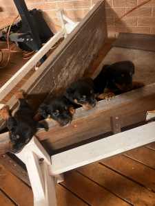 German Rottweiler Puppys For Sale!!!!!