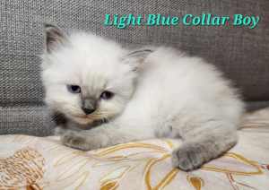 Pure Bred Ragdolls, Blue Point and Flame Point
