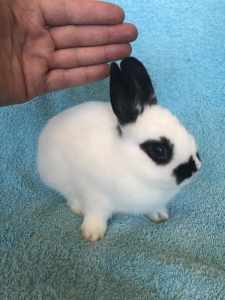 Beautiful pure breed Netherland dwarf baby rabbit male