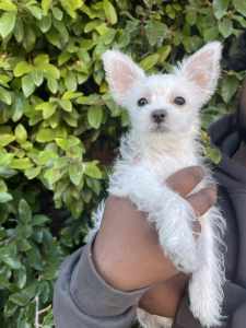 Maltese X Chihuahua Female Puppy - Ready Now