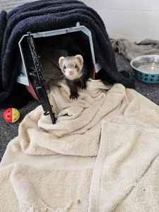 $500 ONO 13 week old ferret with cage, bedding and toys.