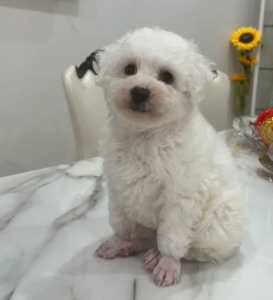 A Pichon Puppy (boy) Pure White