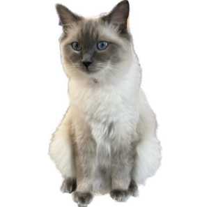 BEAUTIFUL 2 YEAR OLD BLUEPOINT FEMALE RAGDOLL NOT DESEXED