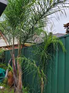 Coco Palms x2 excellent plants about 3yrs old 