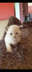 Gorgeous pure-bred Burmese kitten s