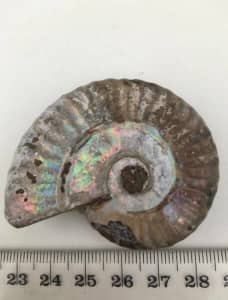 Ammonite fossil 65-200 Million years old