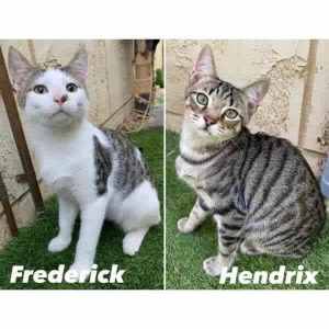 10484/5 : Frederick/Hendrix - KITTENS for ADOPTION - Vet Work Included