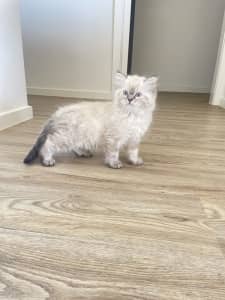 Kitten Looking for good home