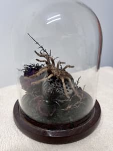 Stunning Real Tarantula in Large Sealed Glass Dome 🥀