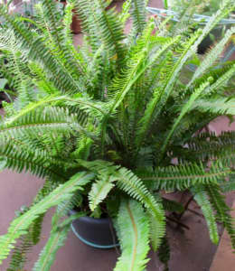 HUGE POT OF ELEGANT FERNS .. PERFECT FOR COURTYARD, PATIO OR INDOORS.