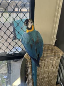 Blue and Gold macaw for sale