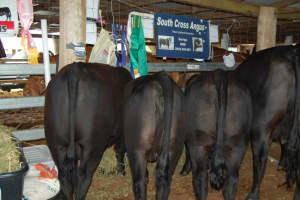 South Cross Angus easy fattening cattle