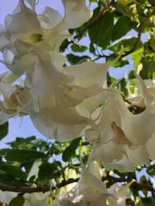 Angel trumpet white colour( double petals)