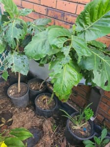 Tamarillo plants from $15each