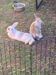 Breeding pair of mini lop eared bunnies