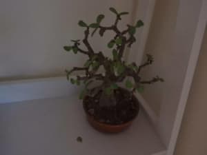 Small BONSAI Chinese Money Tree Plant in Round Brown Ceramic Pot