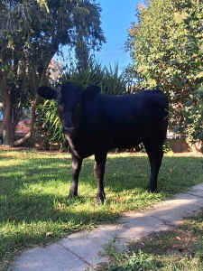 5mth old Angus x Holstein heifer. pick up only