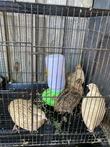 FOR SALE Quails and a pair Cockatiels 
