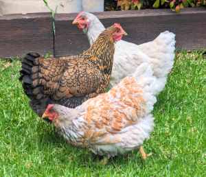 Rare mixed breed heritage chickens