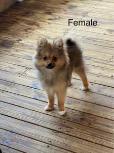 Pomeranian puppies ready for new home