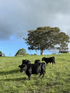 Miniature Black Angus Cows