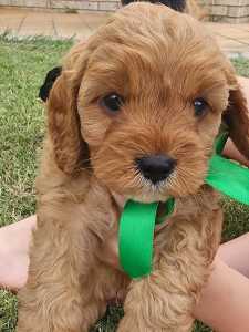 Cavoodle Puppies 1st Gen Family Raised - SOLD
