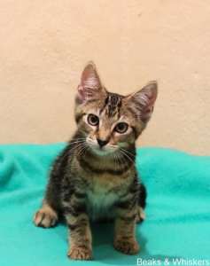 Beaks & Whiskers Rescue Kitten - Mr. Tiberius
