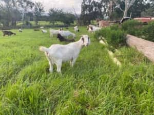4/5 month old male and female boer goats 18 month old females