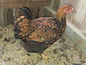 Gold Laced Wyandotte Pullets