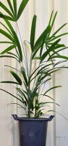 Rhapis excelsa Lady Palm Plants Perth