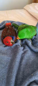 Four Male and 1 Female Eclectus Parrots