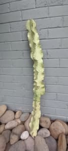 Cactus/cacti - euphorbia ammak cutting 