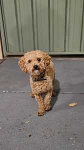 LOST TINY TOY POODLE
