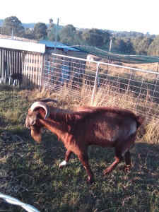 Goat Red Kalahari buck