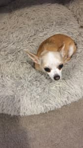 Purebred Chihuahua Puppy