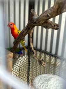Aqua Blue front rainbow lorikeet female and double factor pied male