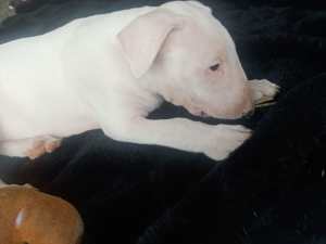 1 Purebred English Bull Terrier Puppy available!