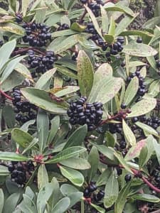 Ever wanted to try Tasmanian Pepperberry?