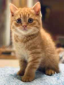 British Shorthair and Scottish fold kittens