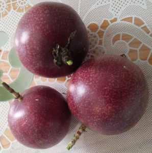 Purple Passion Fruit Vine
