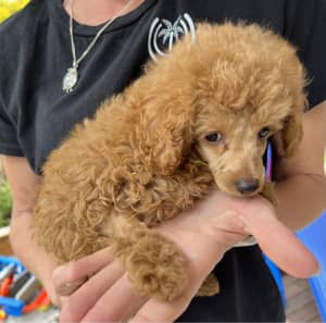 red toy poodle murah