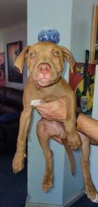 Purebred APBT pups needing forever home and new family ready to go now