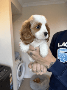 DNA CLEARED Purebred Cavalier King Charles Puppies