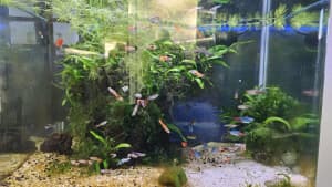 Red Wagtail and guppies and endlers 