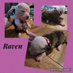 American Bulldog Pure-bred papered Puppies