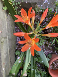 Clivia plant currently flowering 20 cm pot PU Fitzroy