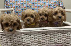 Toy Cavoodle - girls ready to go now