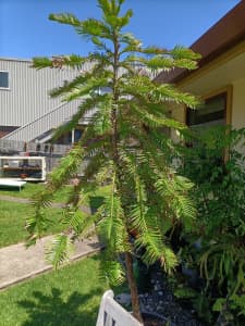 Wollemi Pine: established, for sale