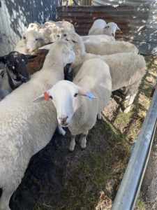 Australian white ewe lambs