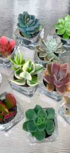 Party/gift favors/wedding bonbonniere/succulent plant
